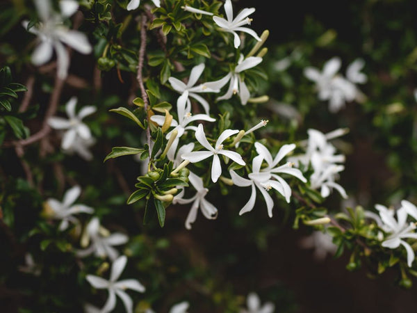 Honeysuckle & Jasmine